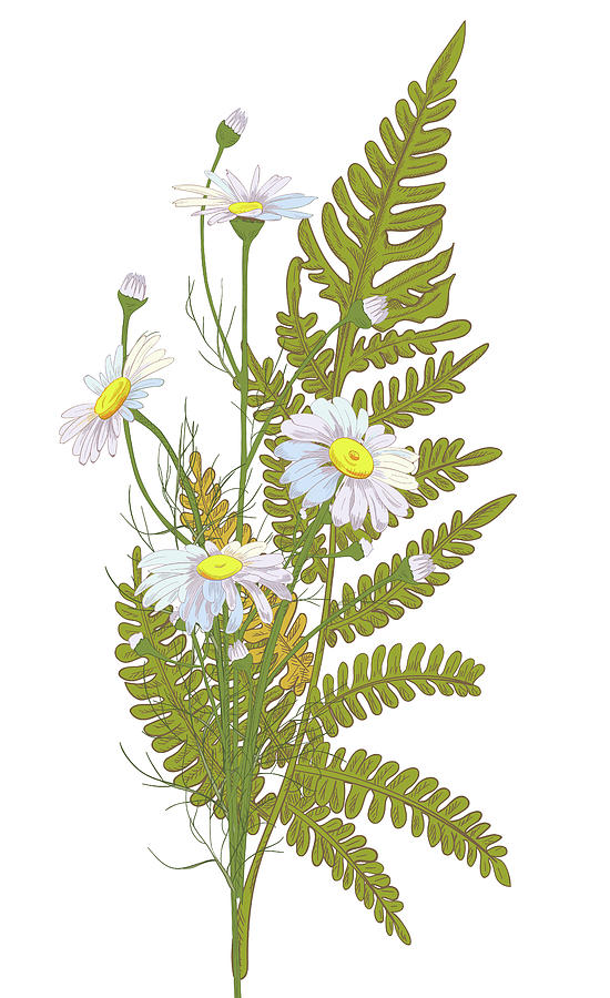 Set Of Chamomile Daisy Bouquets White #1 Digital Art by Olga Ivanova