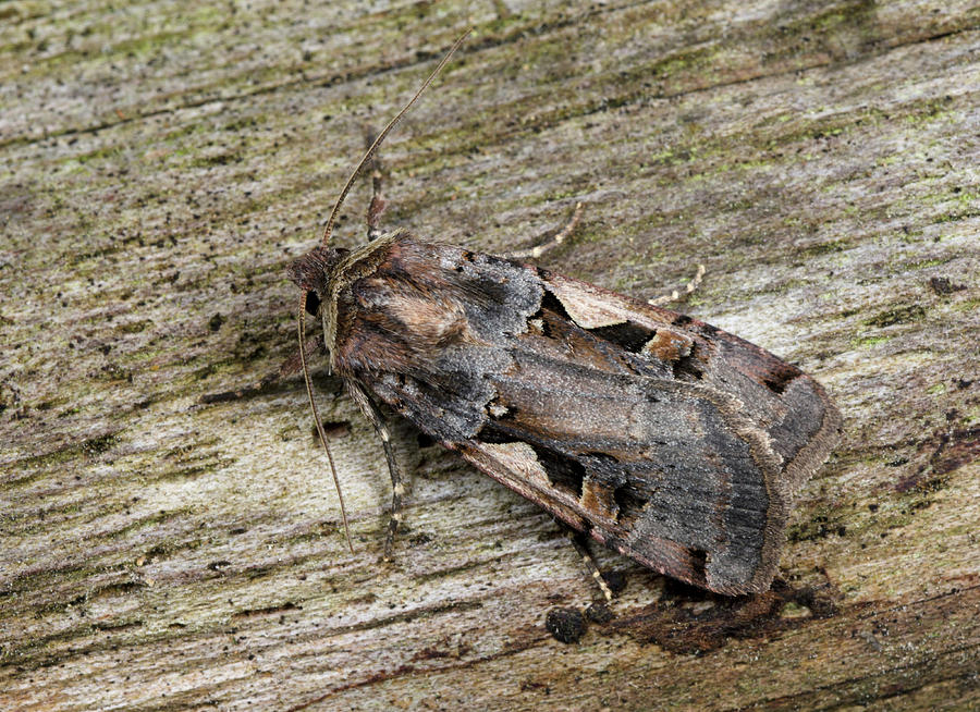 Setaceous Hebrew Character #1 Photograph by Nigel Downer
