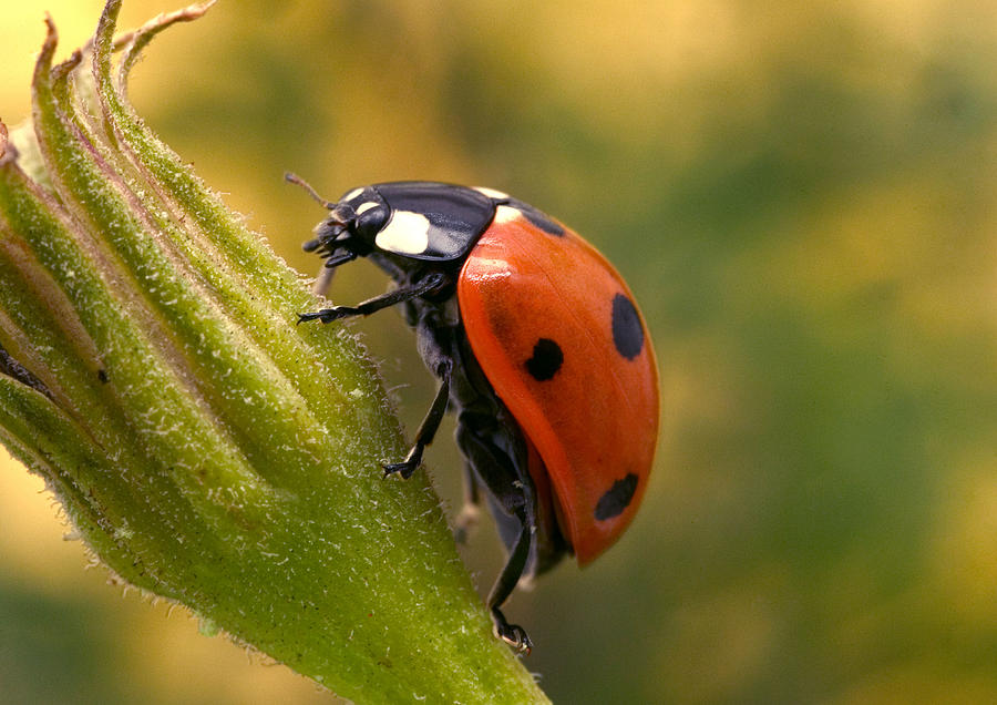 Seven-spot Ladybird Photograph by Jean-Michel Labat - Fine Art America