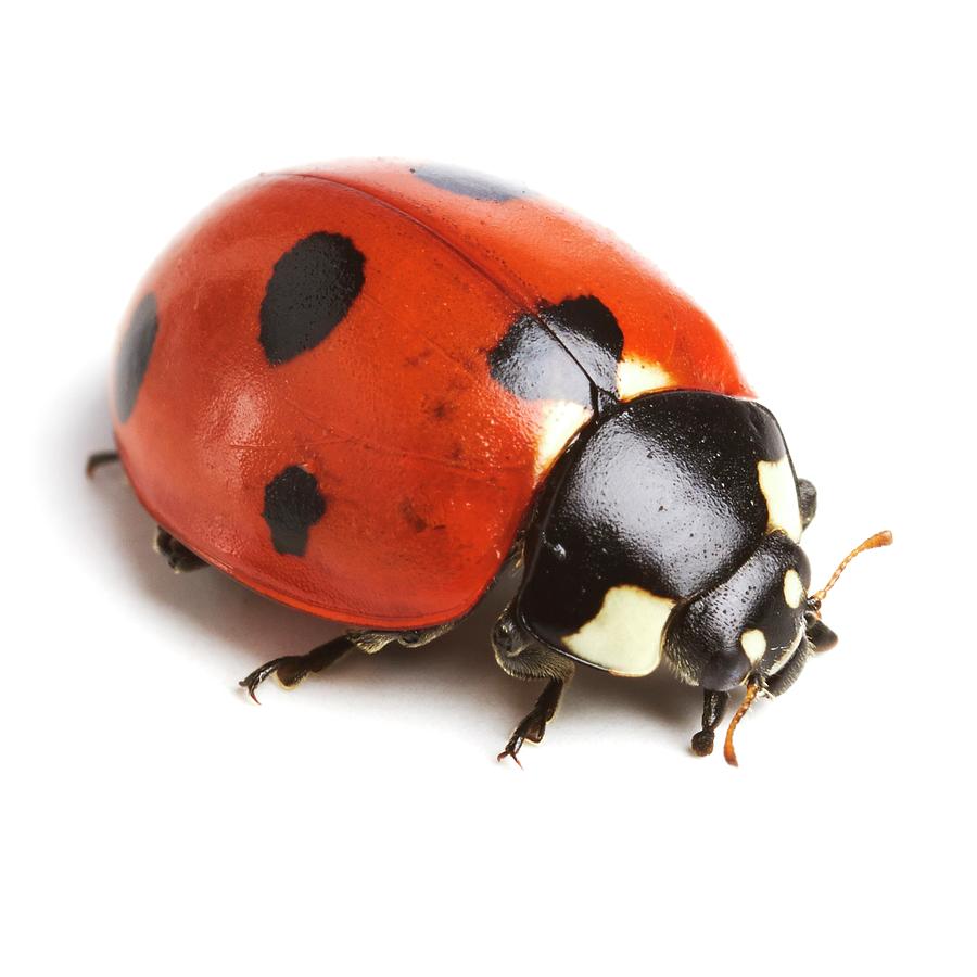 Seven-spot Ladybird Photograph by Science Photo Library
