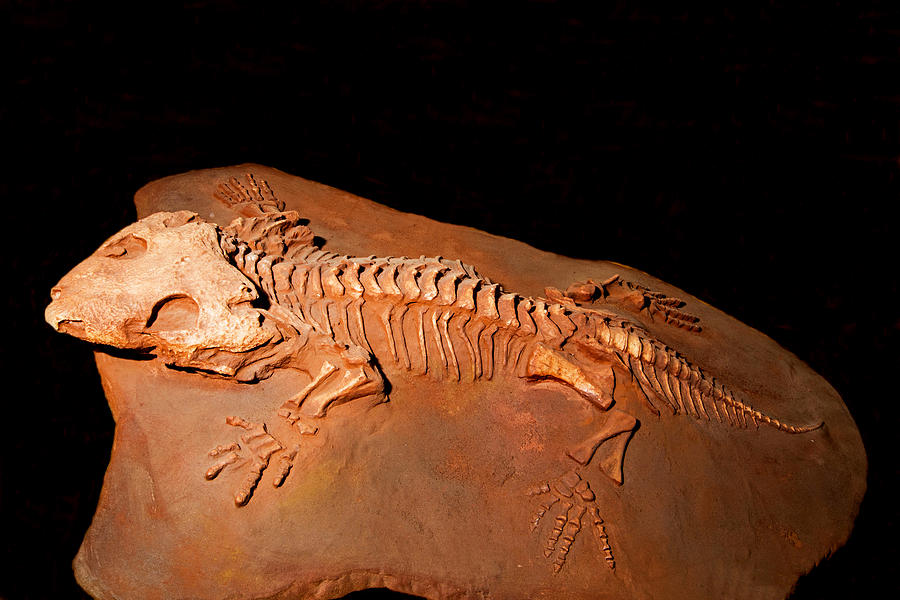 Seymouria Fossil #1 Photograph by Millard H. Sharp
