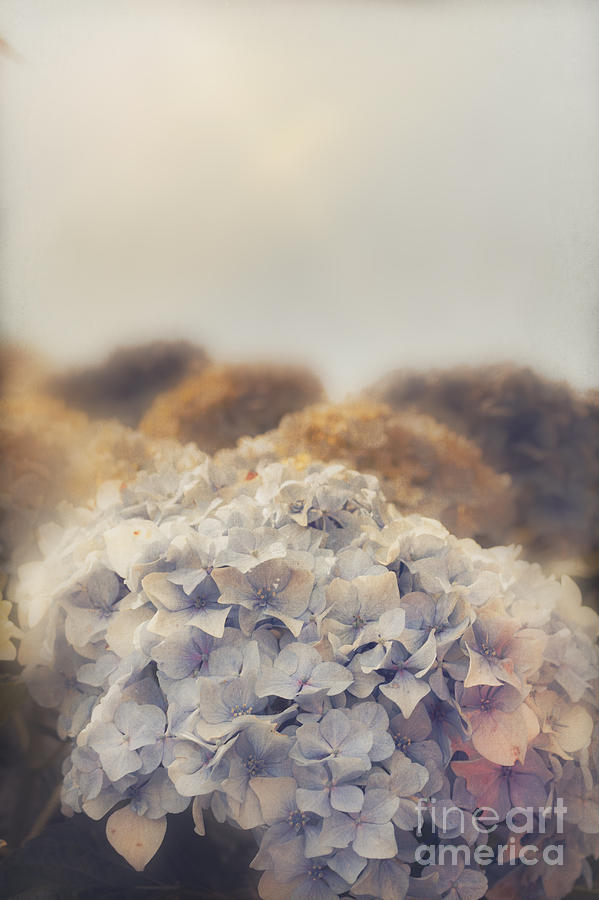 Shabby pastel flowers in vintage Australian style #1 Photograph by Jorgo Photography