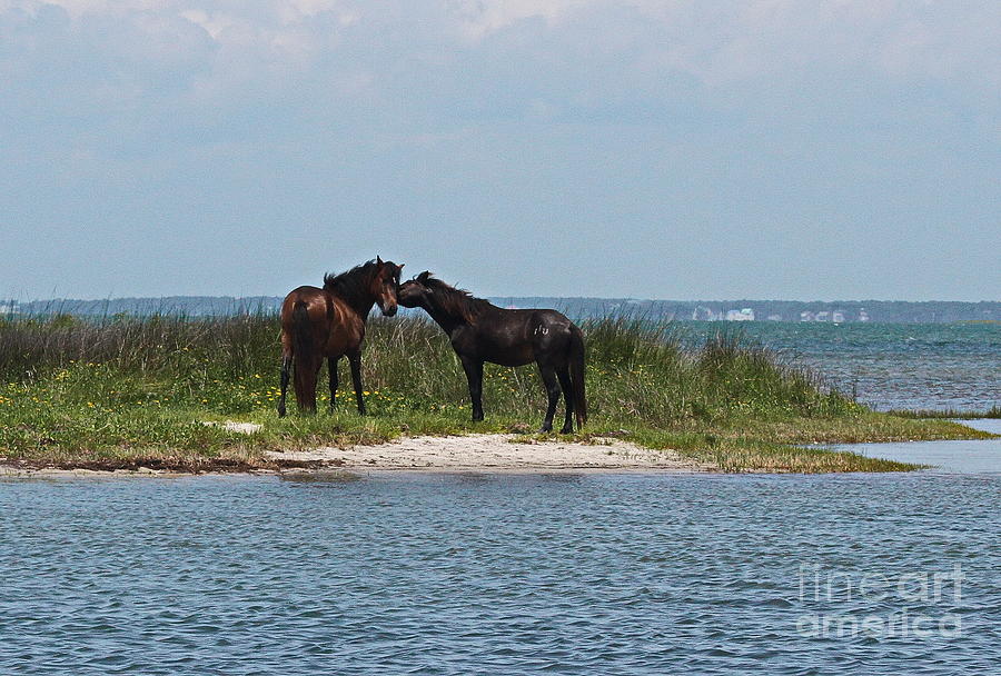 Horse Photograph - Shackleford Ponies 4 by Cathy Lindsey