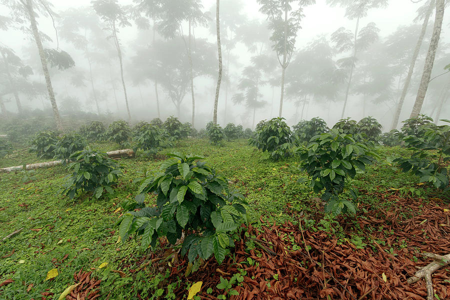 Shade-grown Coffee Plantation #1 Photograph by Dr Morley Read