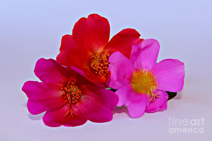 Flower Photograph - Shades #2 by Clare Bevan