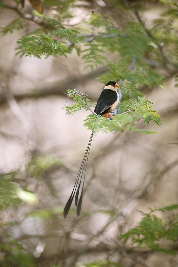Animal Photograph - Shaft-tailed whydah #1 by Science Photo Library