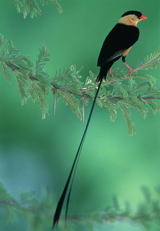 Shaft-tailed Whydah #1 Photograph by Tony Camacho/science Photo Library