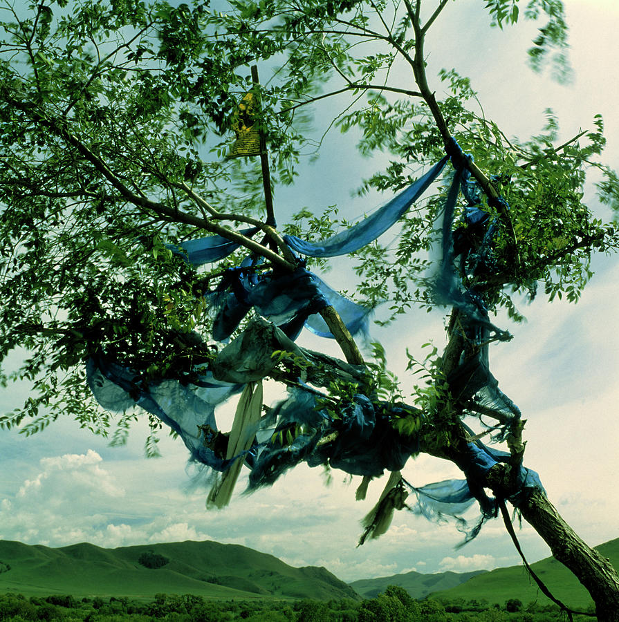 Tree Photograph - Shamanism #1 by Mark De Fraeye/science Photo Library