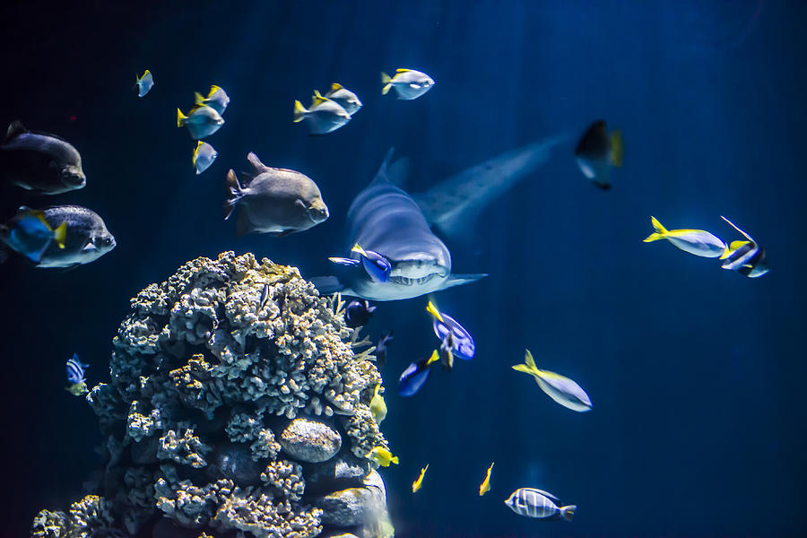 Jaws Photograph - Shark hunting #1 by Jaroslaw Grudzinski