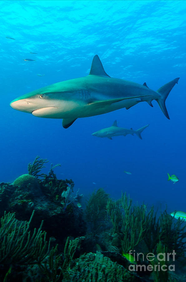 Reef Sharks Photograph by Aaron Whittemore