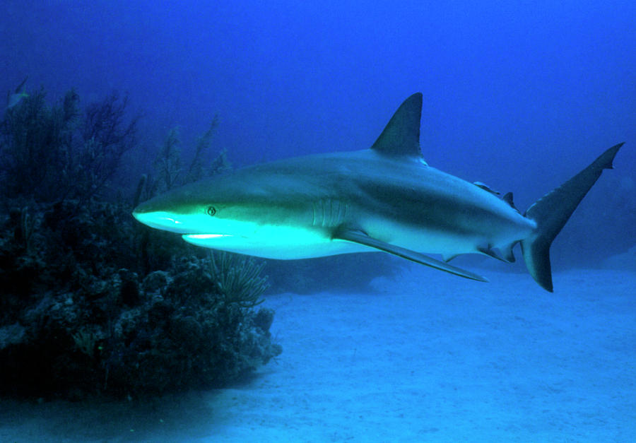 Shark #1 Photograph by Rudiger Lehnen/science Photo Library