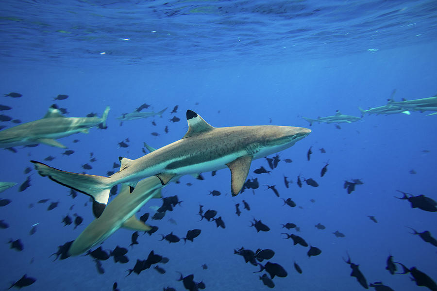Sharks And Fish Swimming Underwater #1 Photograph by Panoramic Images