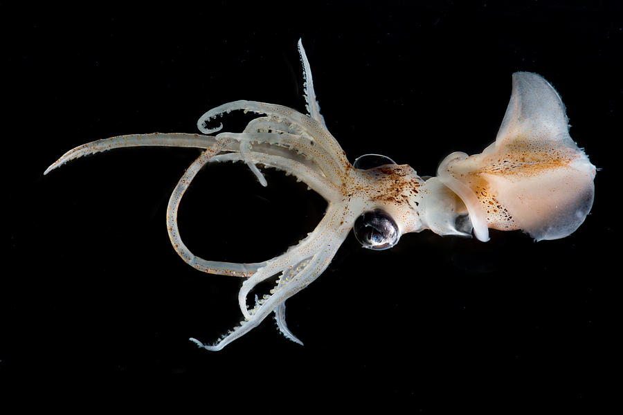 Sharpear Enope Squid Ancistrocheirus Photograph by Danté Fenolio - Pixels