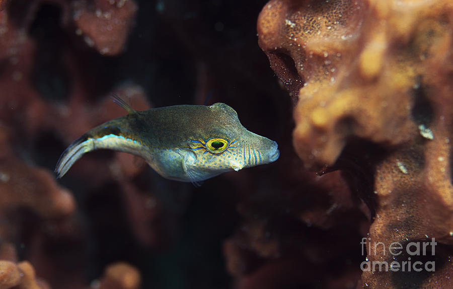 Sharpnose Puffer #2 Photograph by JT Lewis