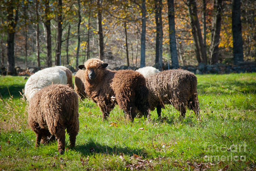 Sheep #1 Photograph by Alana Ranney