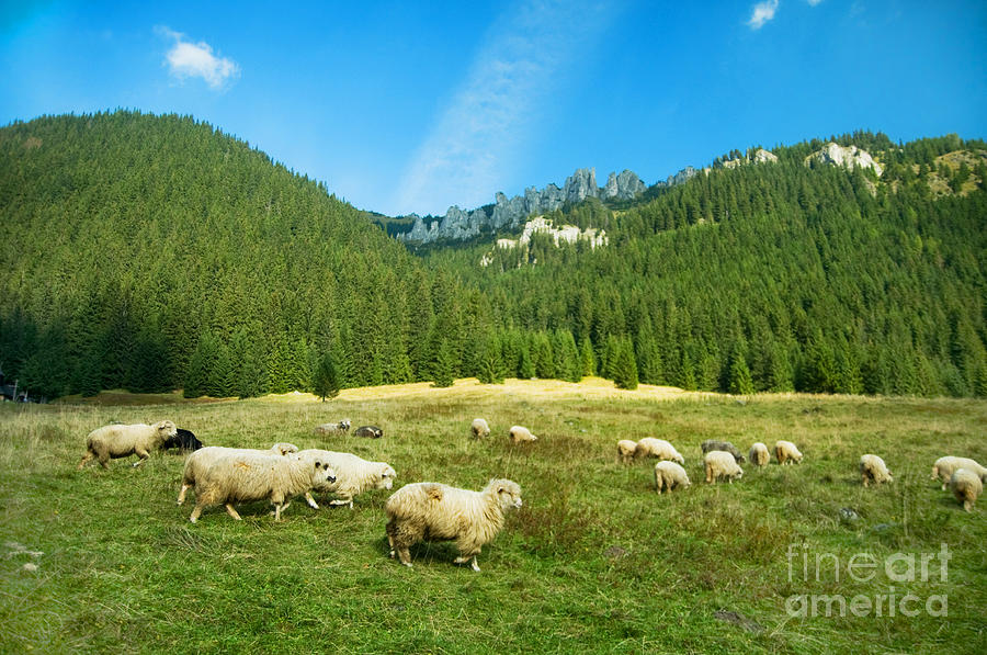 Sheep farm in the mountains #1 Photograph by Michal Bednarek