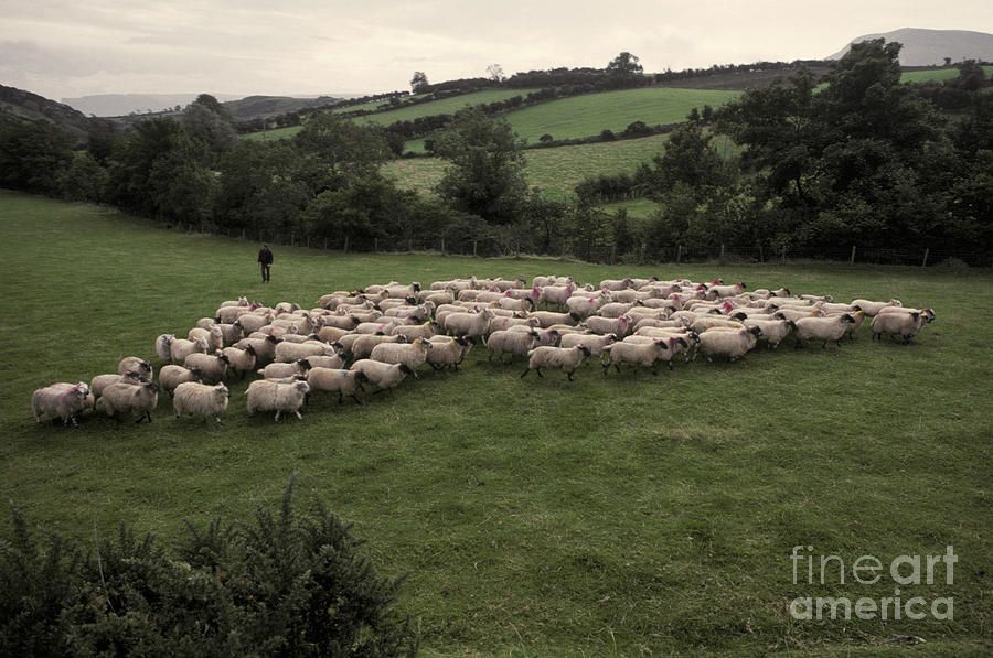 Sheep Herding #1 Photograph by Ron Sanford