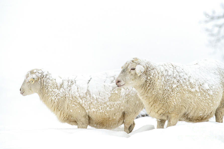 Sheep in Snow #1 Photograph by Thomas R Fletcher