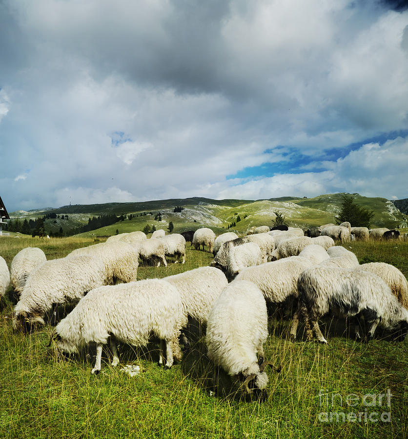 Sheep in the field #2 Photograph by Jelena Jovanovic