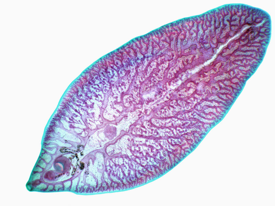 Листовидная форма червей. Трематоды Fasciola hepatica. Черви сосальщики. Печеночный сосальщик.