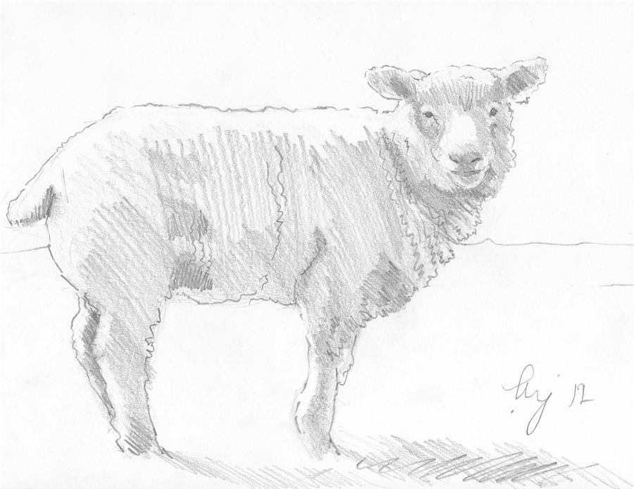 Sheep #1 Drawing by Mike Jory