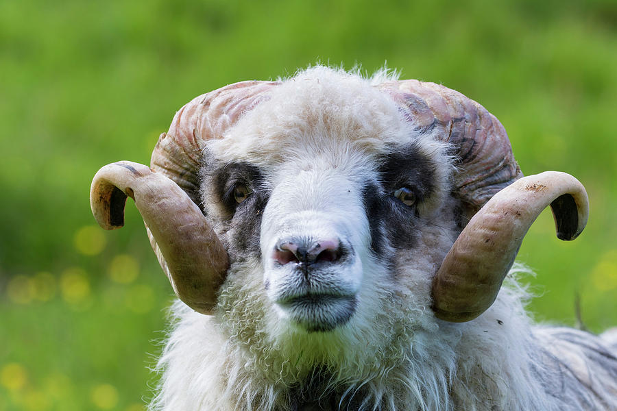 Sheep On The Faroe Islands, Denmark Photograph by Martin Zwick - Fine ...