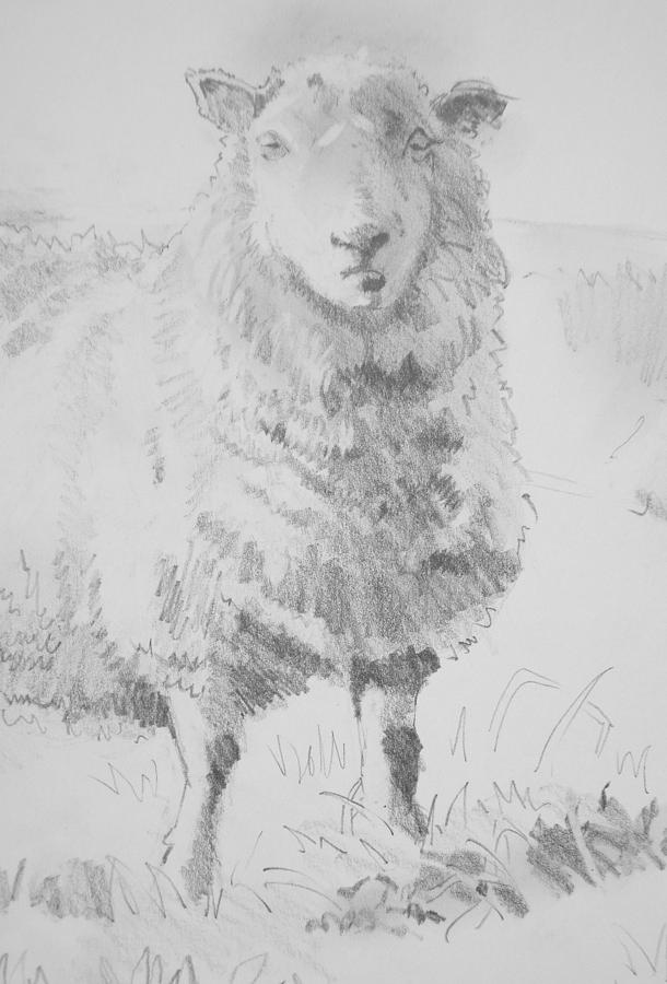 Sheep Pencil Drawing #1 Drawing by Mike Jory