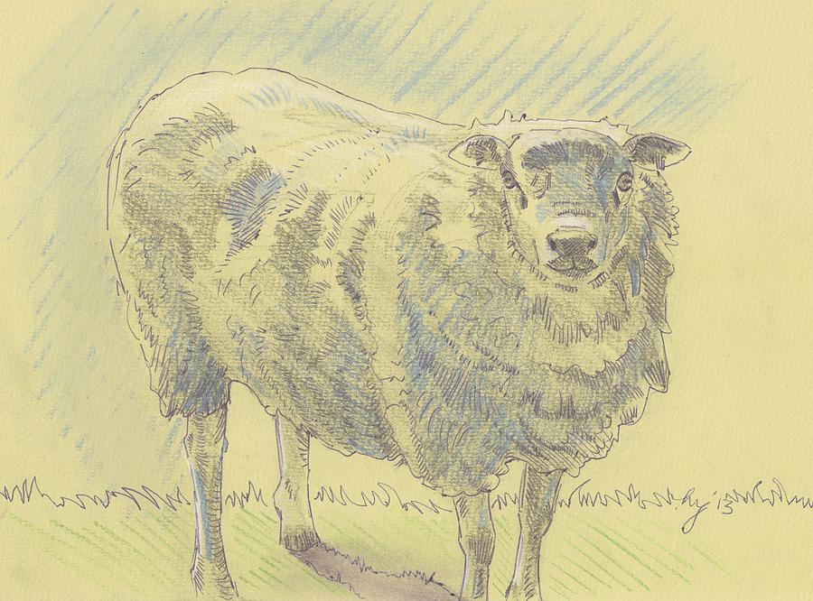 Sheep Sketch #1 Drawing by Mike Jory