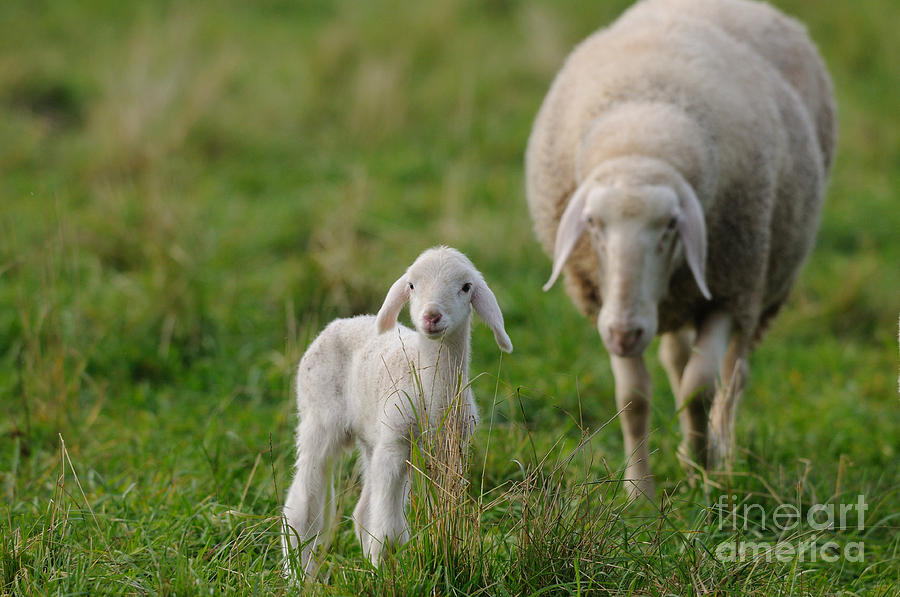 Sheep With Lamb #1 Photograph by David & Micha Sheldon