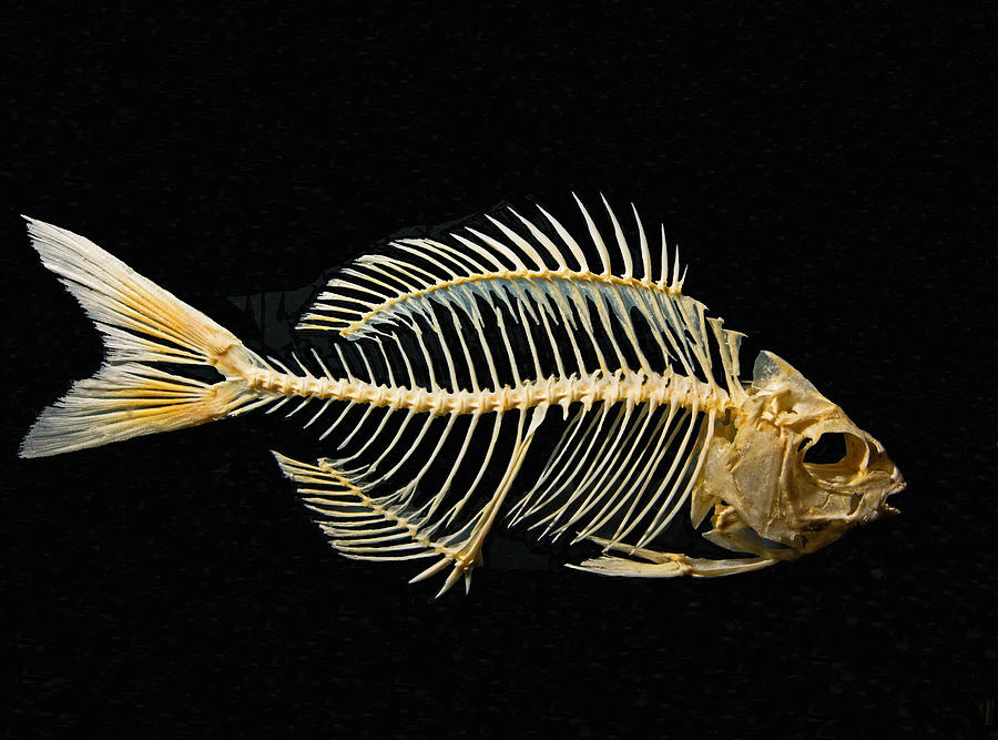 Sheepshead Fish Skeleton #1 Photograph by Millard H. Sharp