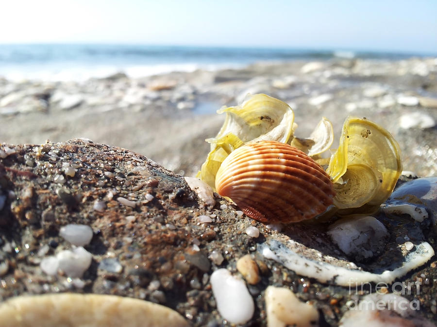 Summer Photograph - Shell And Beach #1 by Stefano Piccini
