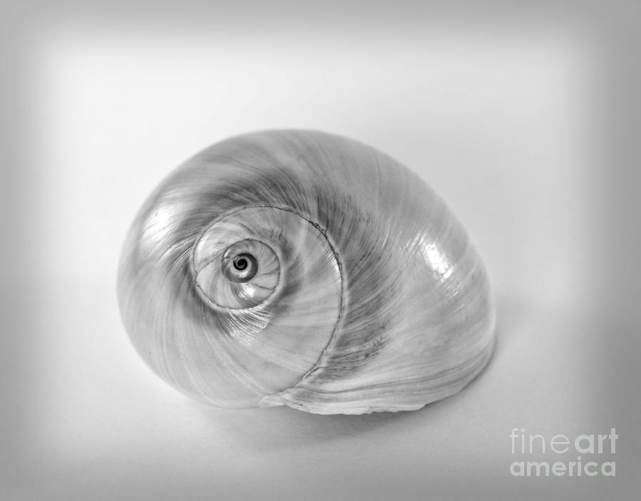 Shell #2 Photograph by Carole Lloyd
