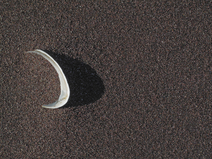 Beach Photograph - Shell in the sand #1 by Steve Gravano