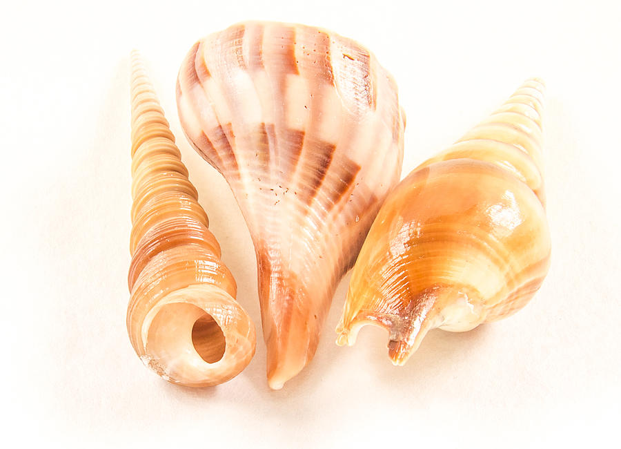 Shell trio #2 Photograph by Jean Noren