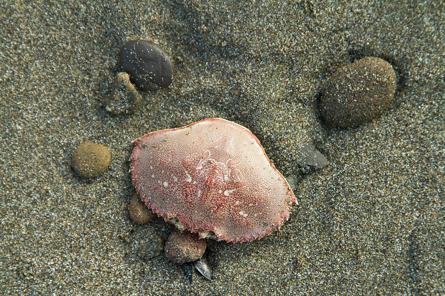 Shellfish On Pacific Northwest Coast #1 Photograph by Justin Bailie