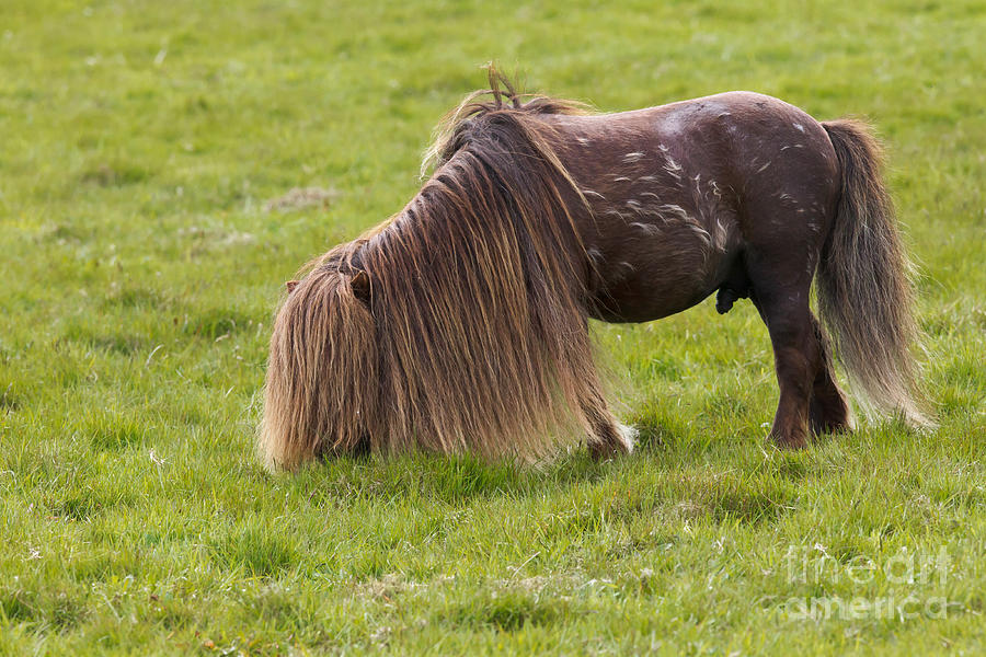 Horse Photograph - Shetland Pony #1 by Thomas Hanahoe