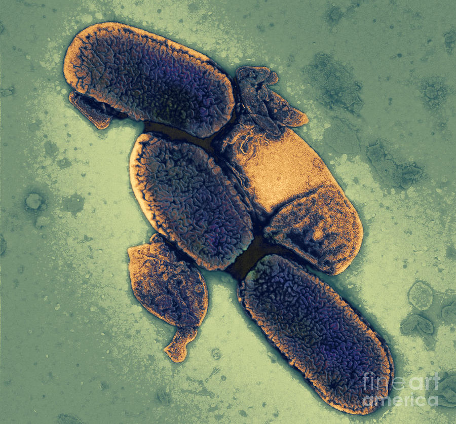 Shigella Dysenteriae Photograph By Kwangshin Kim Fine Art America 