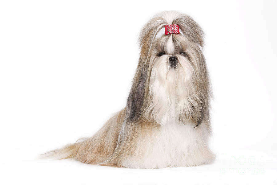 Shih Tzu With Bow #1 Photograph by Jean-Michel Labat
