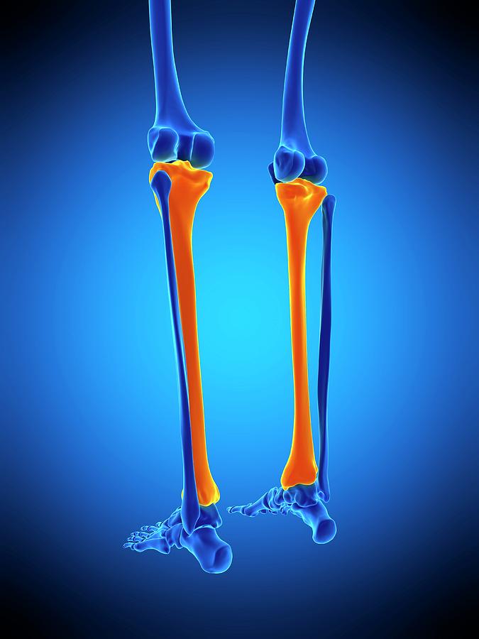 shin-bone-photograph-by-sebastian-kaulitzki-science-photo-library