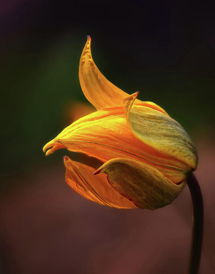 Flower Photograph - Shine #1 by Kent Mathiesen