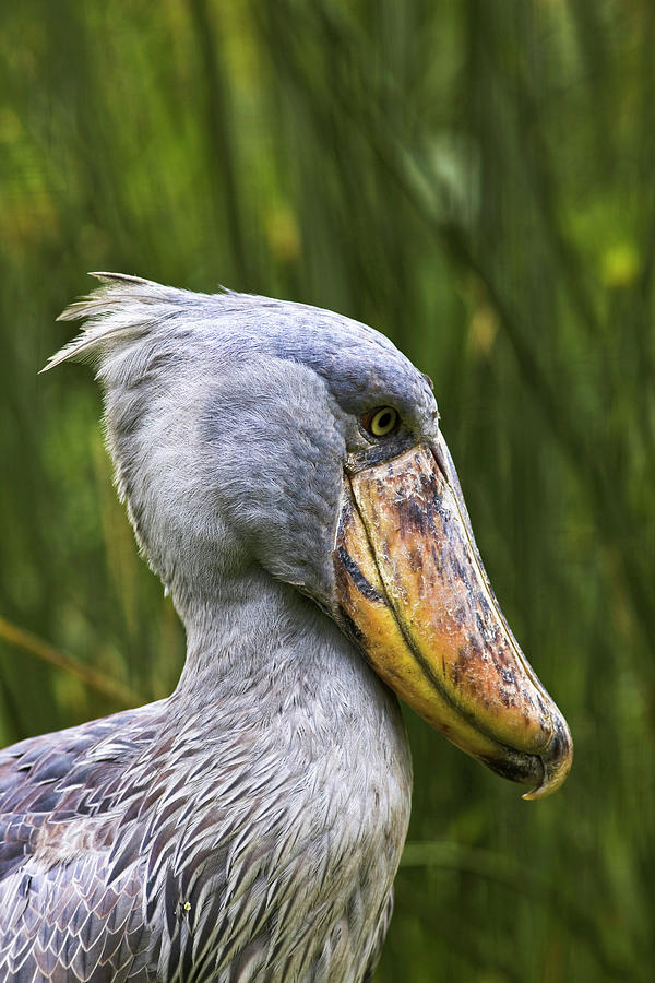 Shoebill (balaeniceps Rex Photograph by Martin Zwick - Fine Art America