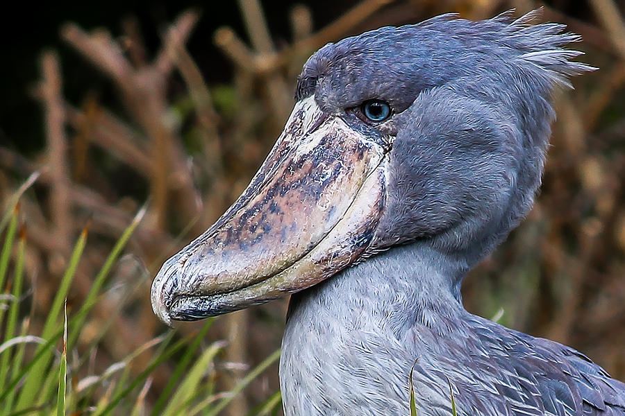 00015 Shoebill Digital Art by Photographic Art by Russel Ray Photos