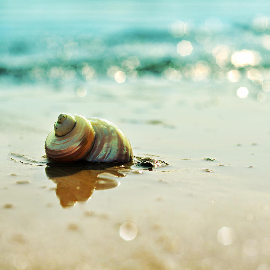 Juno Photograph - Shore Dweller by Laura Fasulo