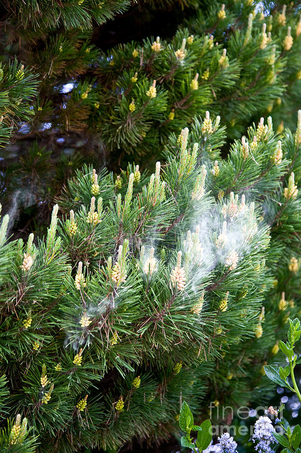 Shore Pine Pollen #1 Photograph by Gregory G. Dimijian, M.D.