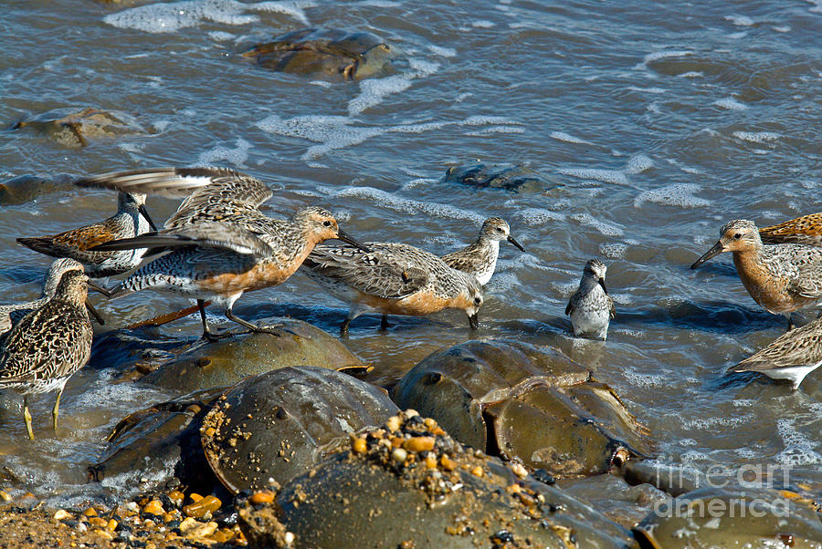 Shorebirds #1 Photograph by Mark Newman