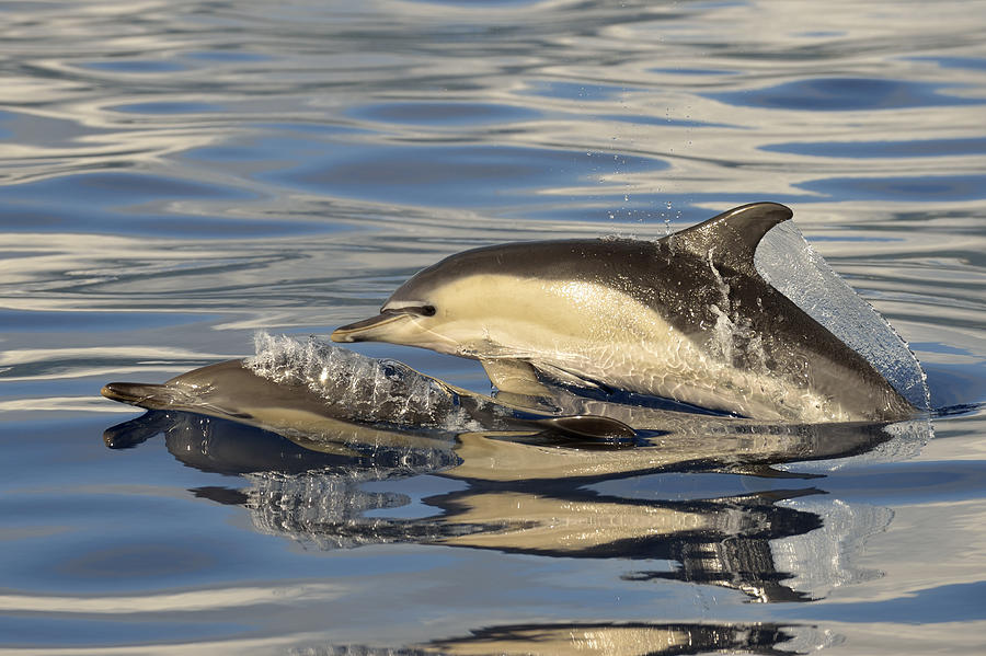 Short-beaked Common Dolphins Azores #1 Photograph by Malcolm Schuyl