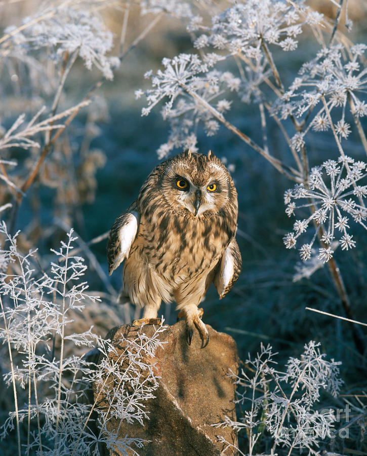 Short-eared Owl #1 Photograph by Hans Reinhard