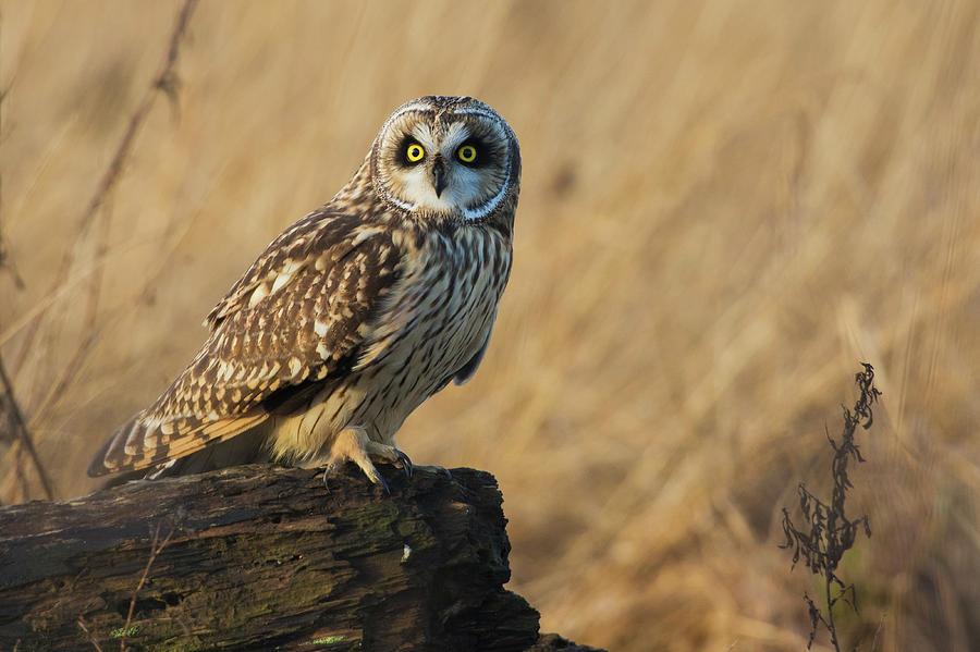 Short-eared Owl Photograph by Ken Archer - Fine Art America