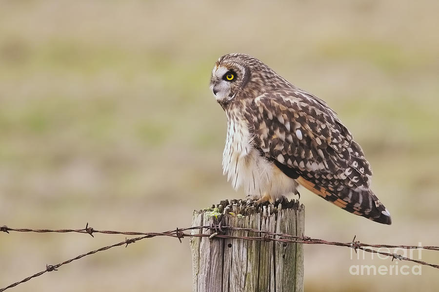 Owl Photograph - Short eared Owl #1 by Sharon Talson