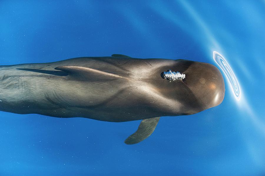 Short-finned Pilot Whale #1 Photograph by Christopher Swann/science Photo Library